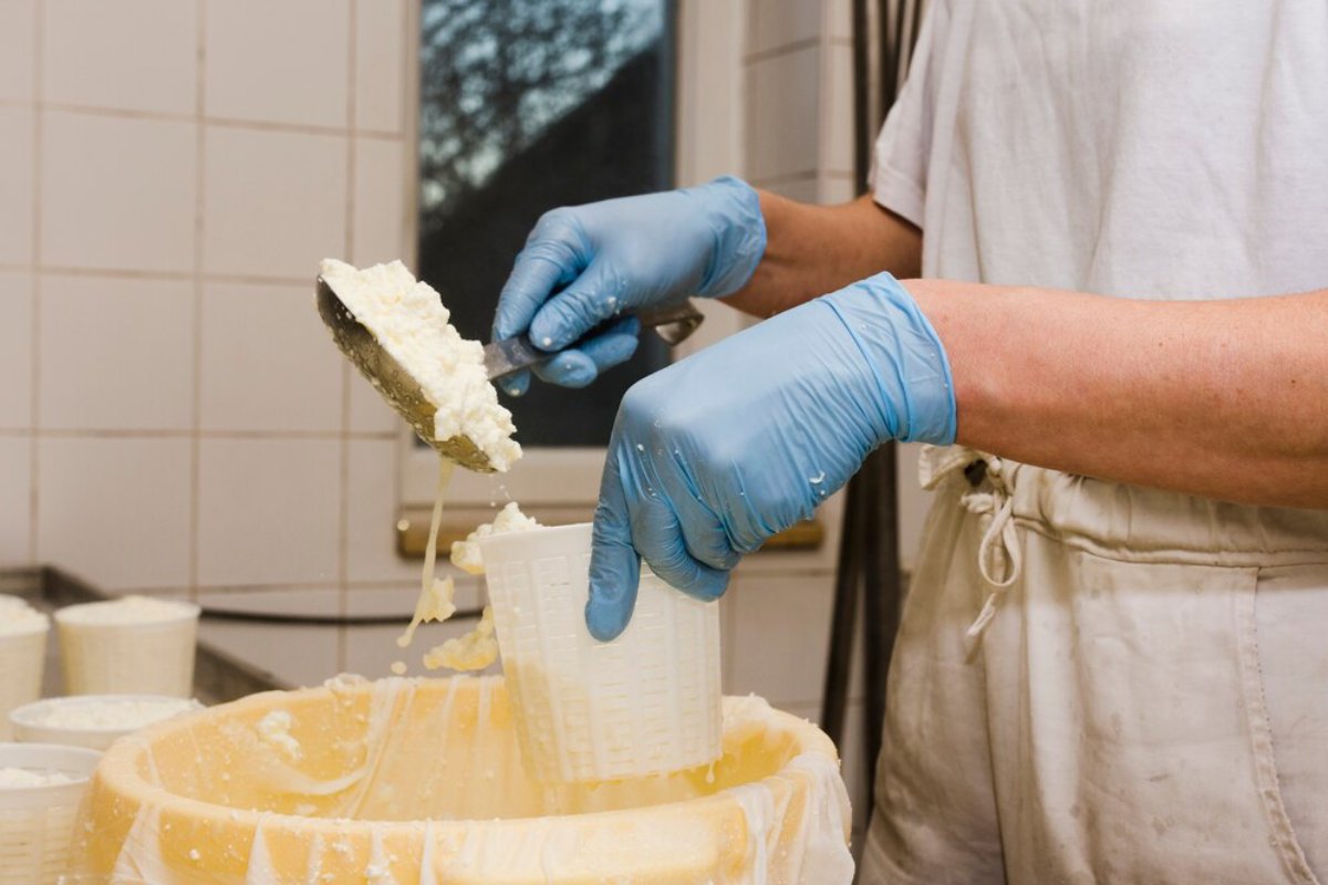 A person in blue gloves scoops fresh cheese curds from a mixing bowl into a white plastic mold.